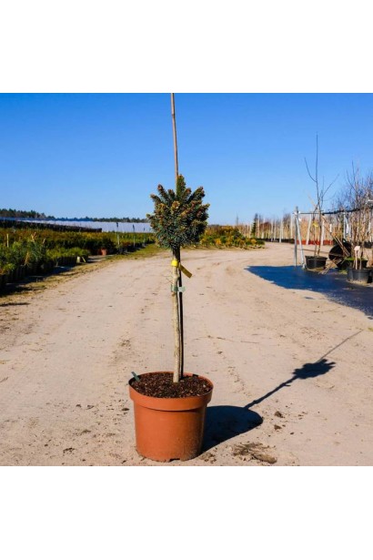 Ялина Голд Наггет на штамбі - саджанець в контейнері